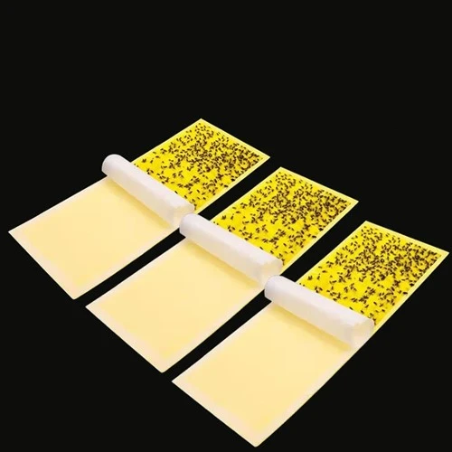 Cây bắt ruồi